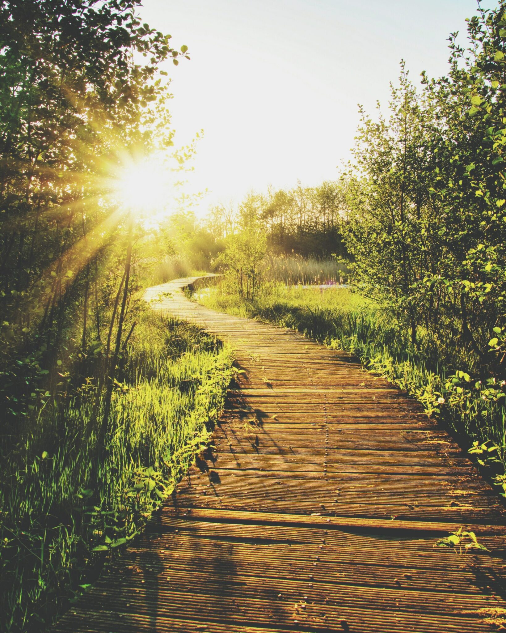 Project SEARCH and The Positivity Project Partnership